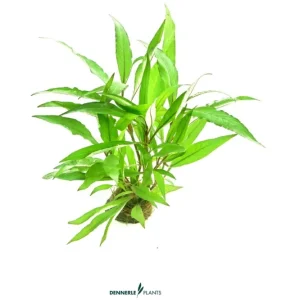 Beliebt Thailand Wasserfreund, Hygrophila corymbosa Thailand, im Topf